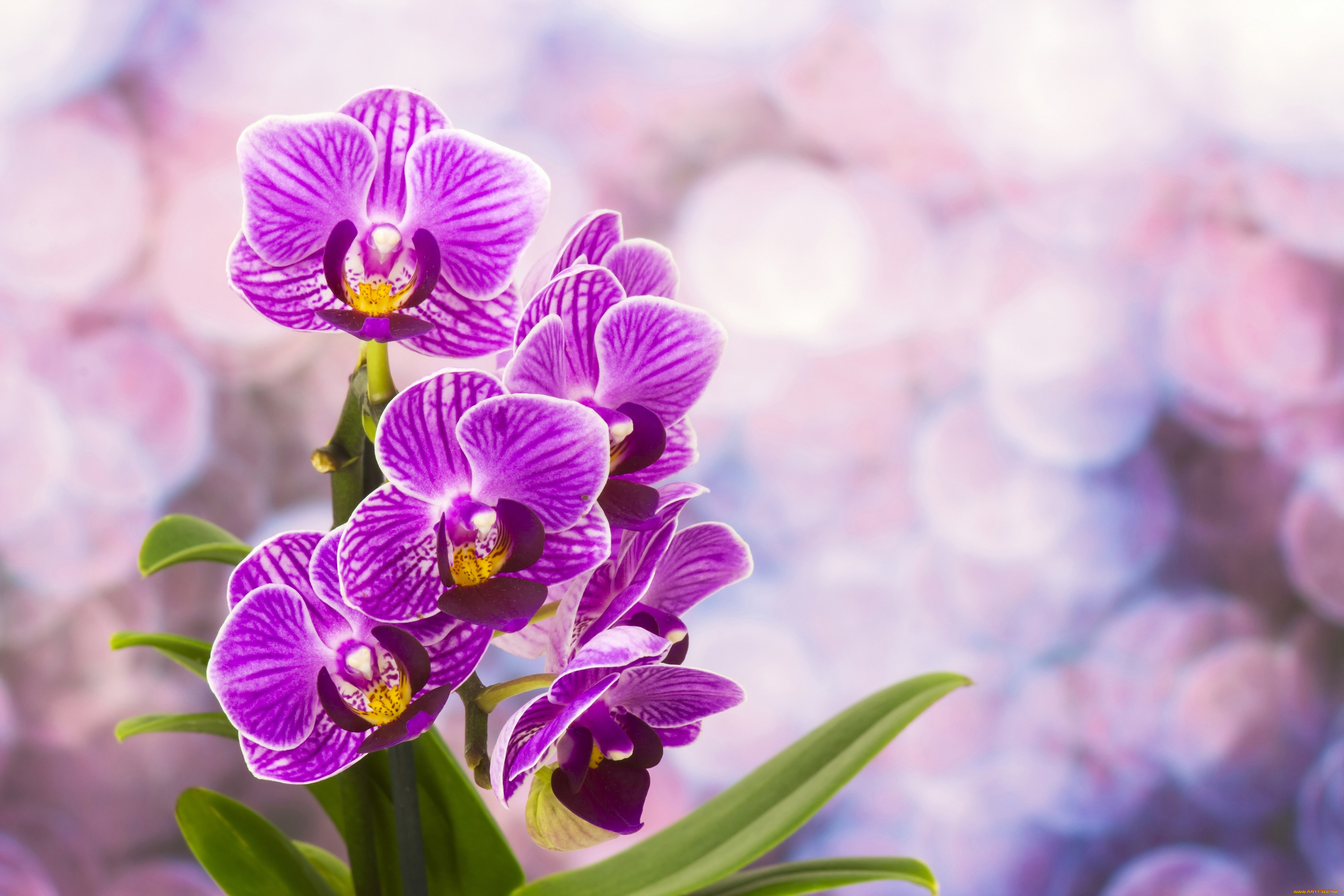 цветы картинки красивые нежные орхидеи